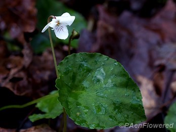 Flower with leaf